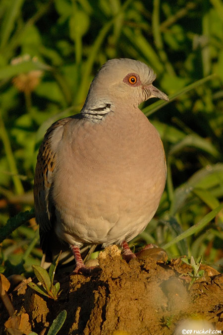 Tourterelle des bois - Streptopelia turtur