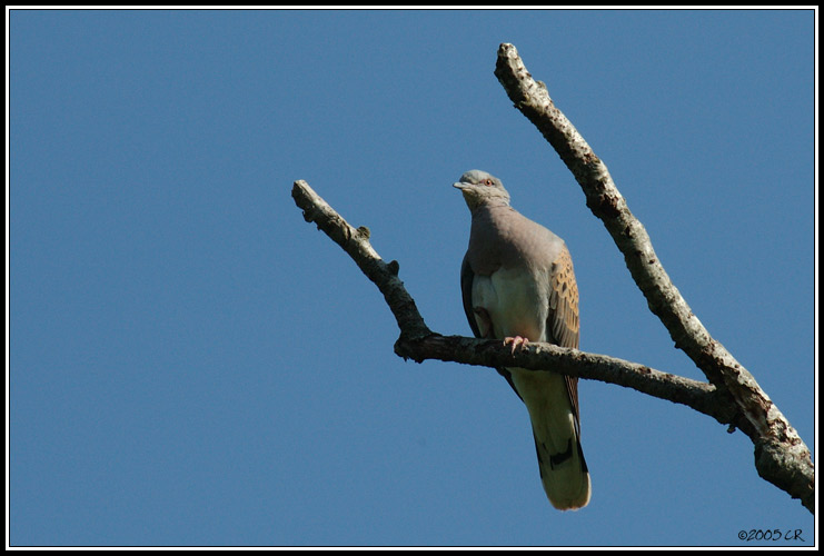 Tortora selvatica - Streptopelia turtur