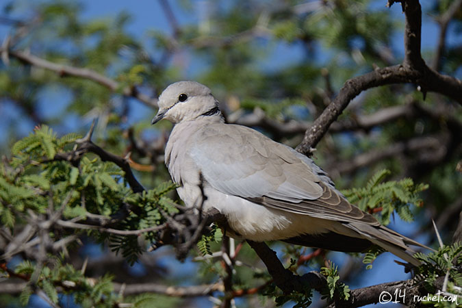 Gurrtaube - Streptopelia capicola