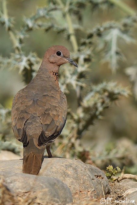 Tourterelle maillée - Streptopelia senegalensis