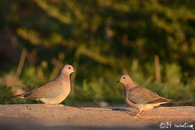 Tourterelle maillée - Streptopelia senegalensis