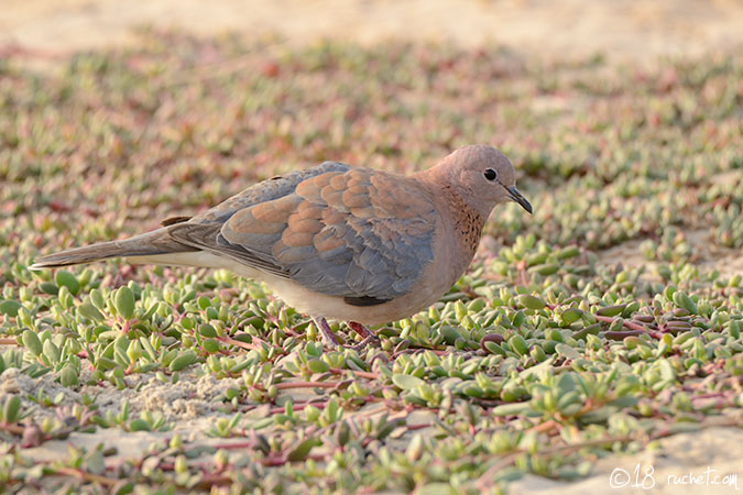 Tortora senegalese - Streptopelia senegalensis