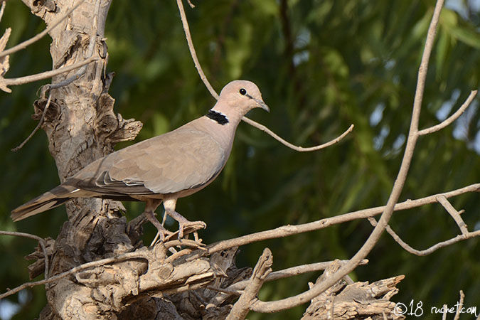 Tourterelle rieuse - Streptopelia roseogrisea