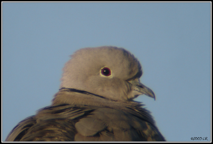 Tourterelle turque - Streptopelia decaocto