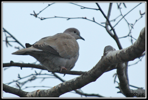 Eurasian collared dove - Streptopelia decaocto