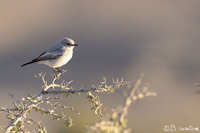Schwarzschwanz - Cercomela melanura