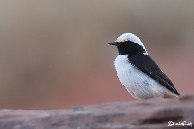 Monachella lamentosa - Oenanthe lugens