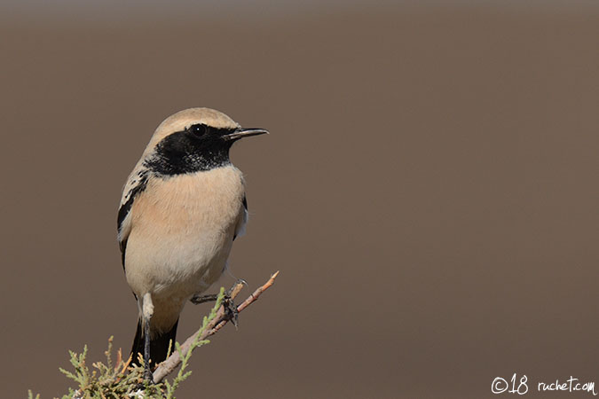 Monachella del deserto - Oenanthe deserti