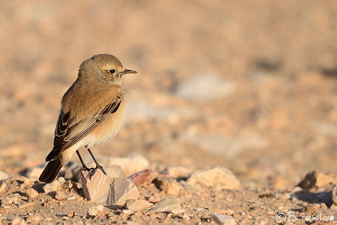 Desert Wheatear - Oenanthe deserti