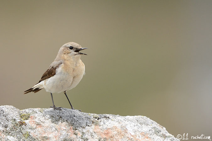 Steinschmätzer - Oenanthe oenanthe