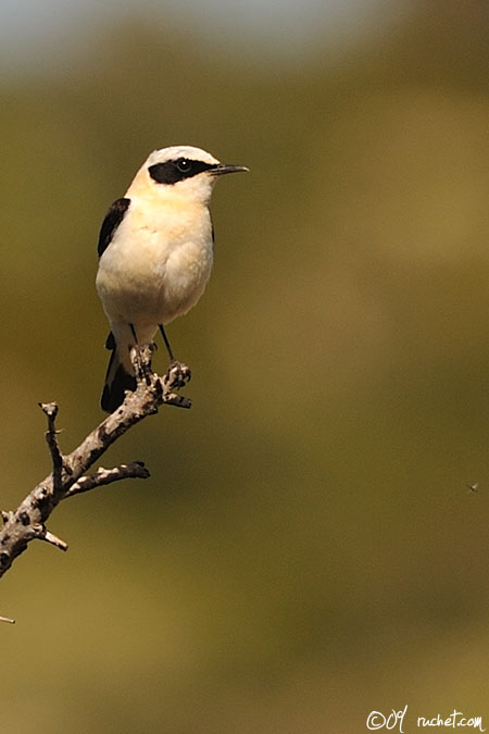 Black-eared Wheatear - Oenanthe hispanica