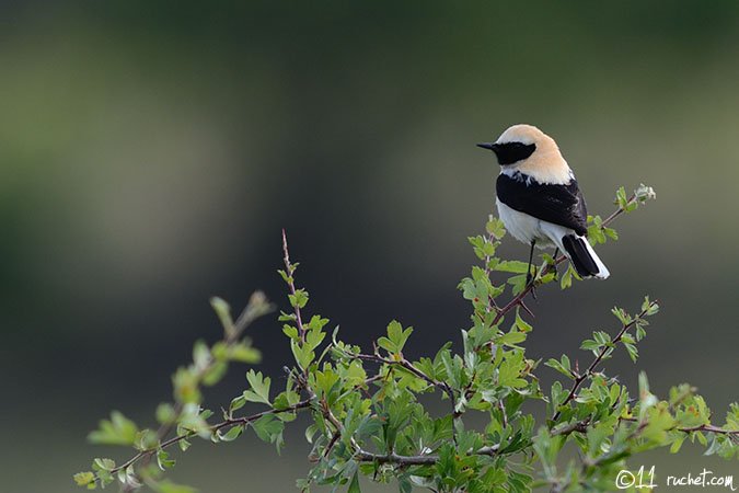 Black-eared Wheatear - Oenanthe hispanica