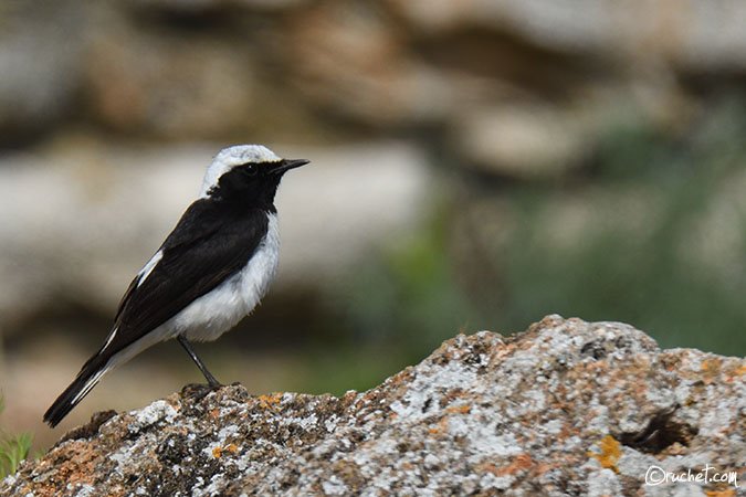 Traquet pie - Oenanthe pleschanka