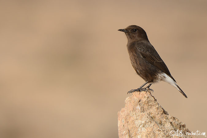 Monachella nera - Oenanthe leucura