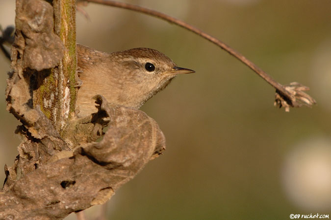 Troglodyte mignon - Troglodytes troglodytes