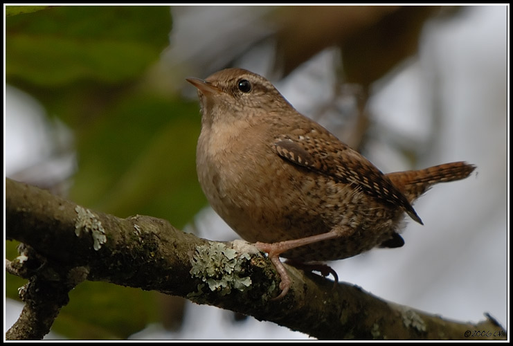 Troglodyte mignon - Troglodytes troglodytes