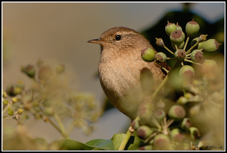 Troglodyte mignon - Troglodytes troglodytes