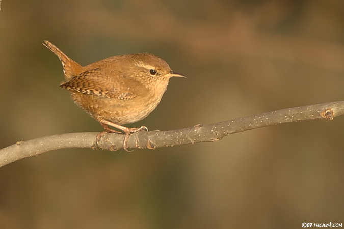 Troglodyte mignon - Troglodytes troglodytes