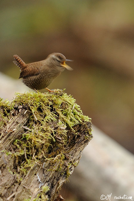 Zaunkönig - Troglodytes troglodytes