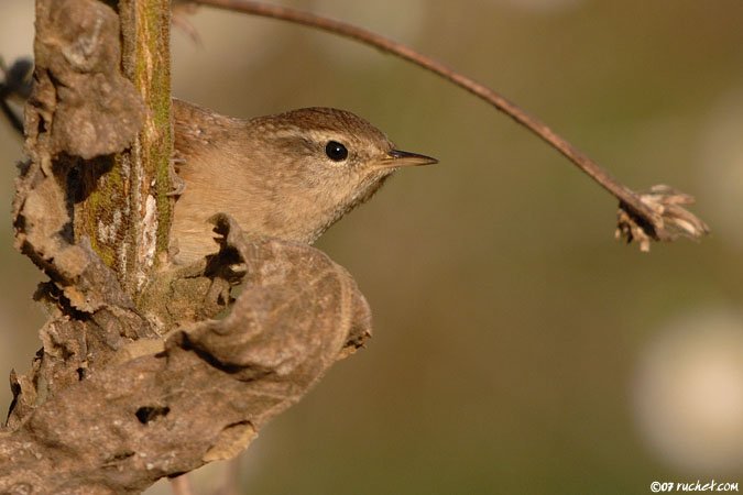 Scricciolo - Troglodytes troglodytes