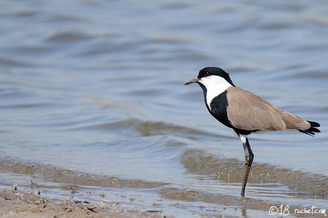 Vanneau éperonné - Vanellus spinosus