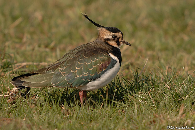 Vanneau huppé - Vanellus vanellus