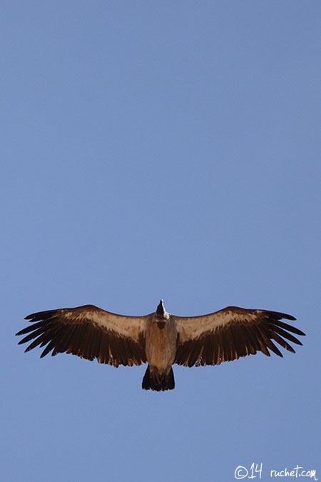 Vautour africain - Gyps africanus