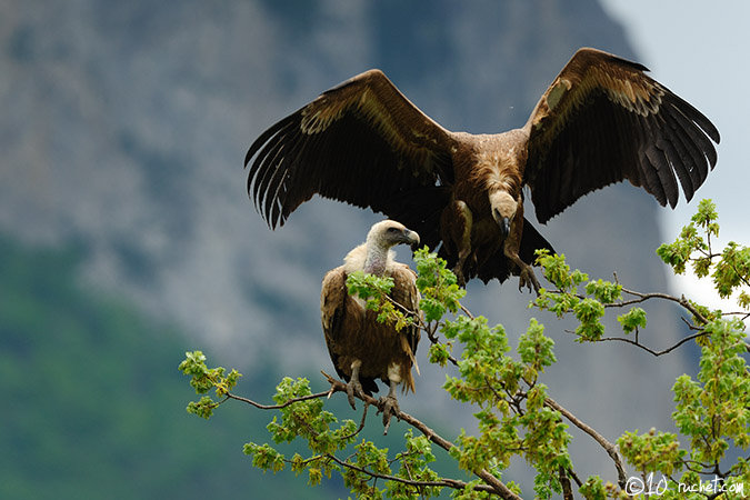 Vautour fauve - Gyps fulvus