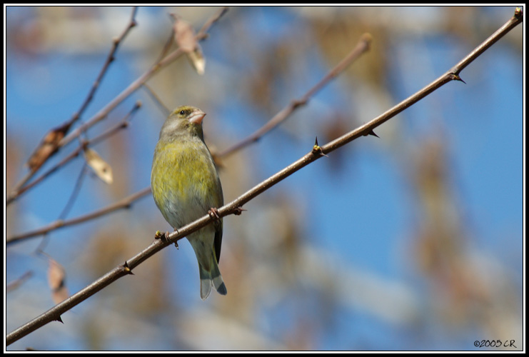 Verdier d'Europe - Carduelis chloris