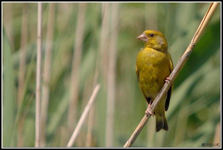 Verdier d'Europe - Carduelis chloris