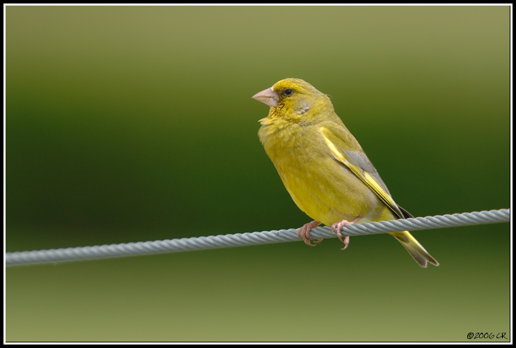 Verdier d'Europe - Carduelis chloris