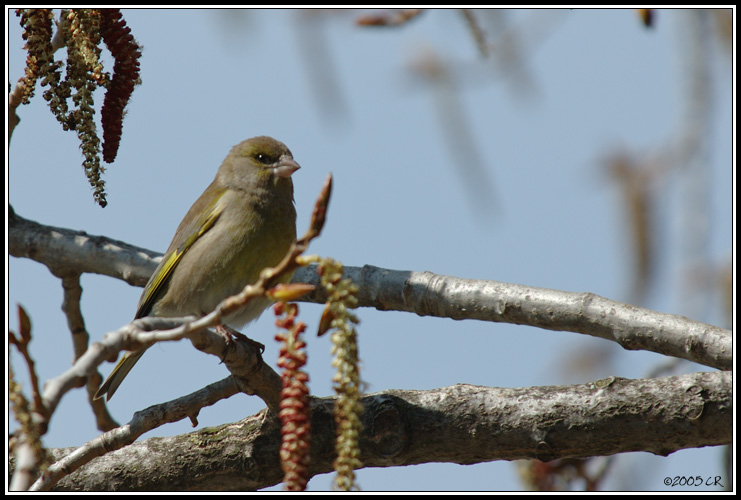 Verdier d'Europe - Carduelis chloris