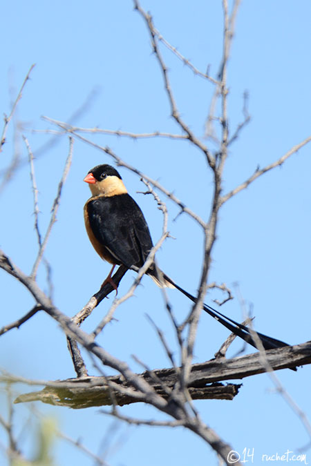 Queen Whydah - Vidua regia