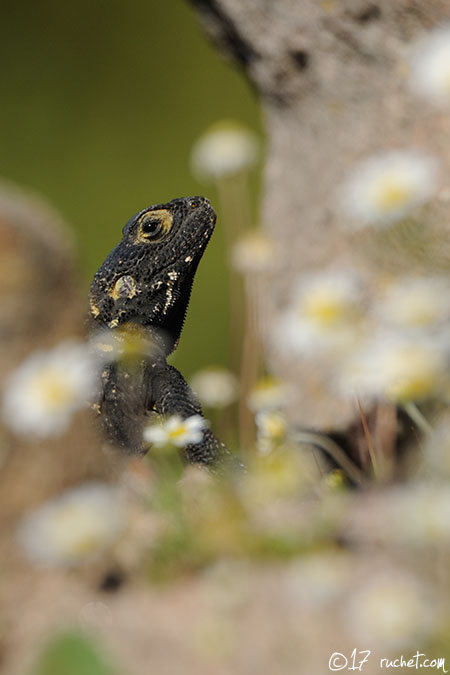 Stellione - Stellagama stellio