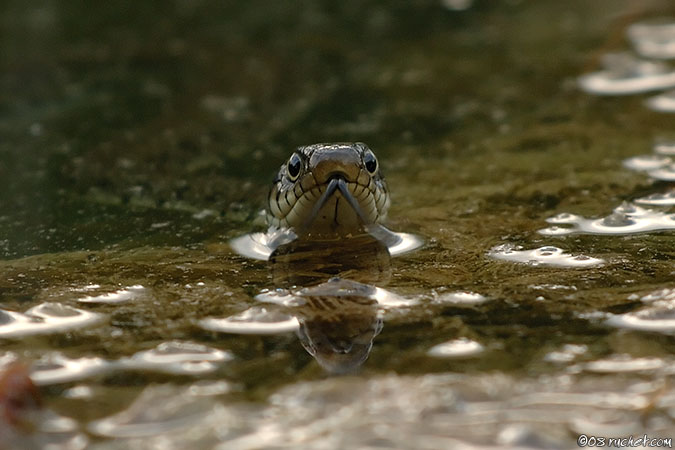 Couleuvre à collier - Natrix natrix