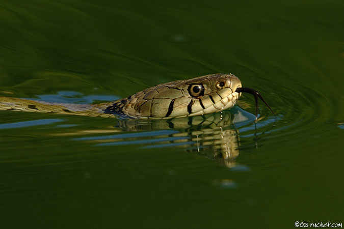 Couleuvre à collier - Natrix natrix