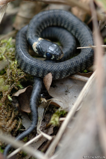 Couleuvre à collier - Natrix natrix