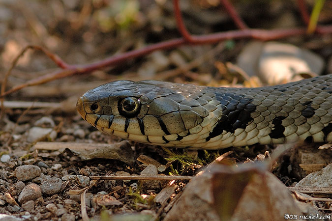 Couleuvre à collier - Natrix natrix