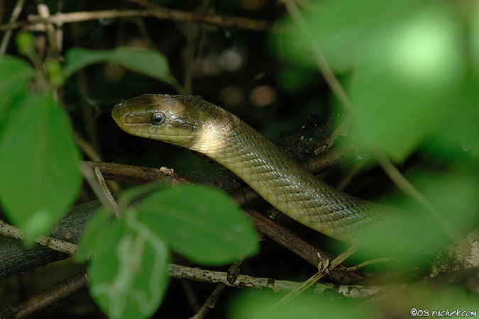 Couleuvre d'Esculape - Elaphe longissima