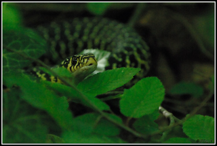 Couleuvre verte et jaune - Coluber viridiflavus