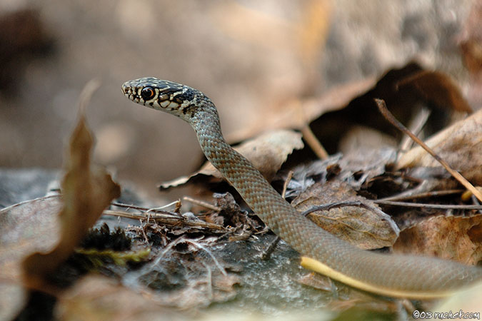 Biaco - Coluber viridiflavus