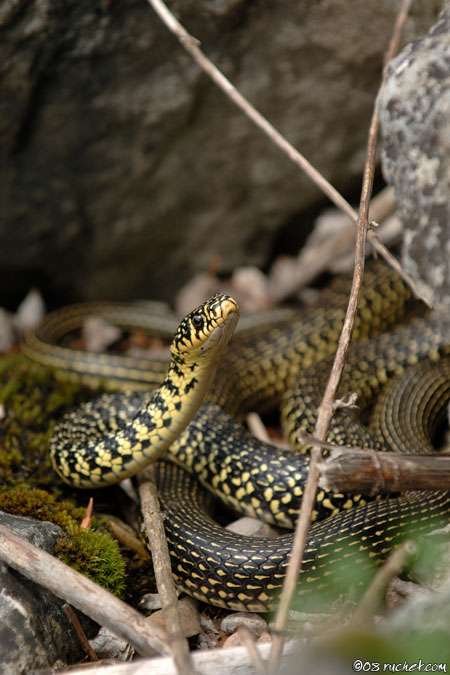 Couleuvre verte et jaune - Coluber viridiflavus