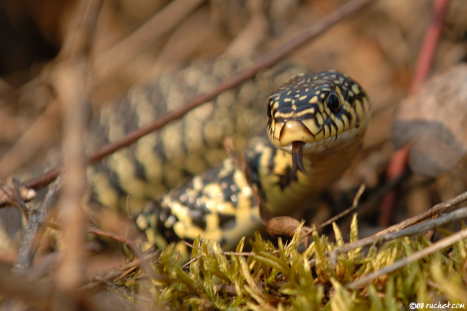 Biaco - Coluber viridiflavus