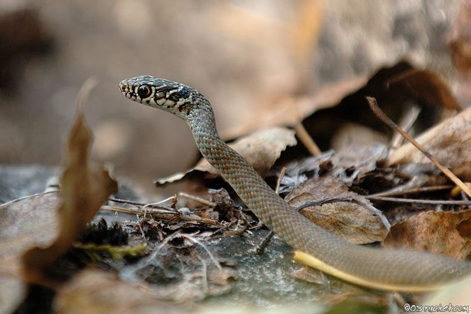Gelbgrüne Zornnatter - Coluber viridiflavus