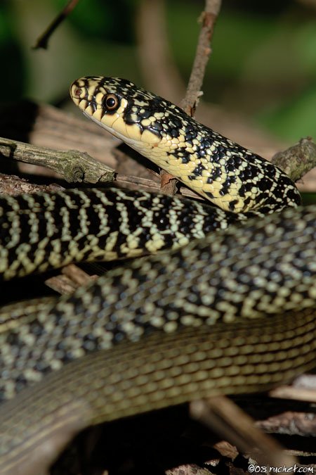 Biaco - Coluber viridiflavus