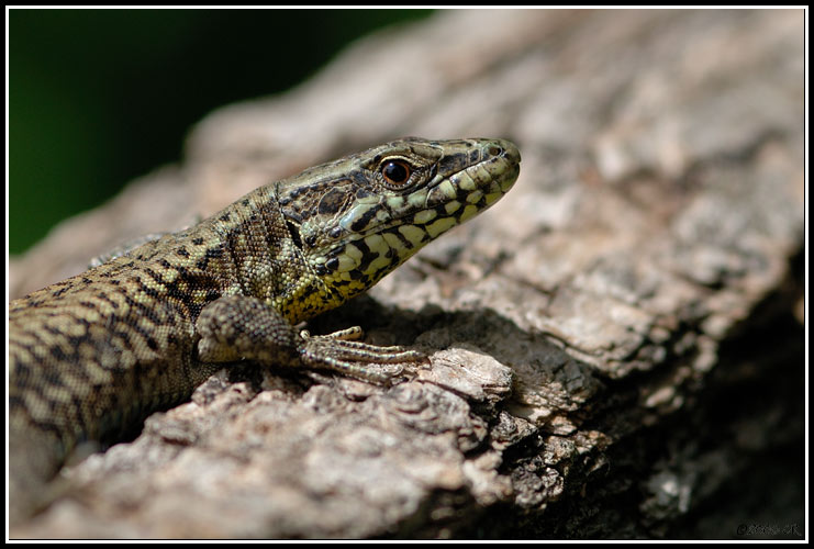 Lézard des murailles - Podarcis muralis