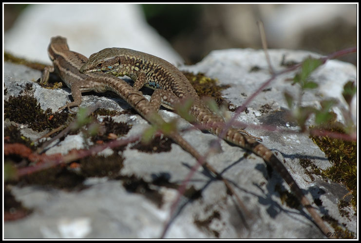 Lézard des murailles - Podarcis muralis