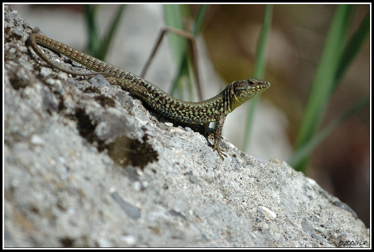 Lézard des murailles - Podarcis muralis