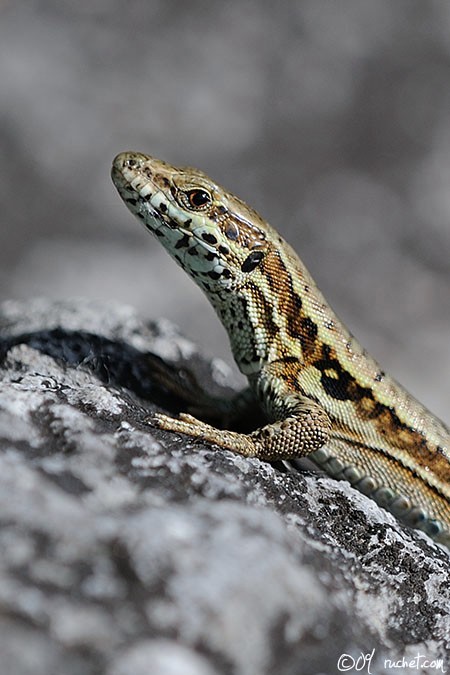 Lézard des murailles - Podarcis muralis