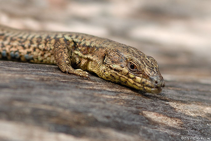 Lézard des murailles - Podarcis muralis